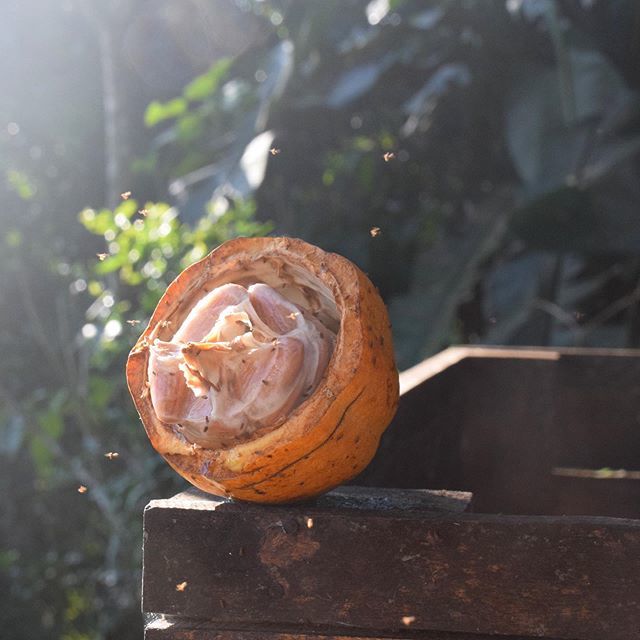 Fermentation box still life 🎨
.
.
.
#goldenhour #stillife #cacao #chasingthelight #farmtobar #fermentation #beantobar #craftchocolate #familyfarm #theobromacacao #organic #singleestate #agroforestry #permaculture #costarica #mastatal #laiguanachocolate ift.tt/2Z2ckqU