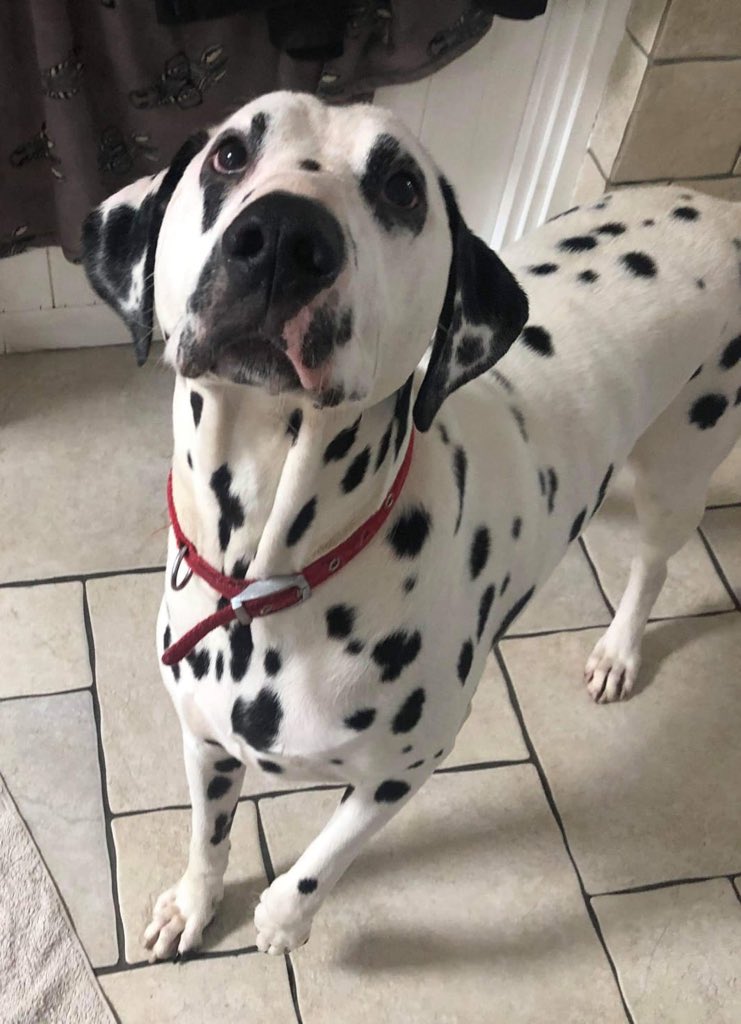 Rochdale Dog Rescue tweet media