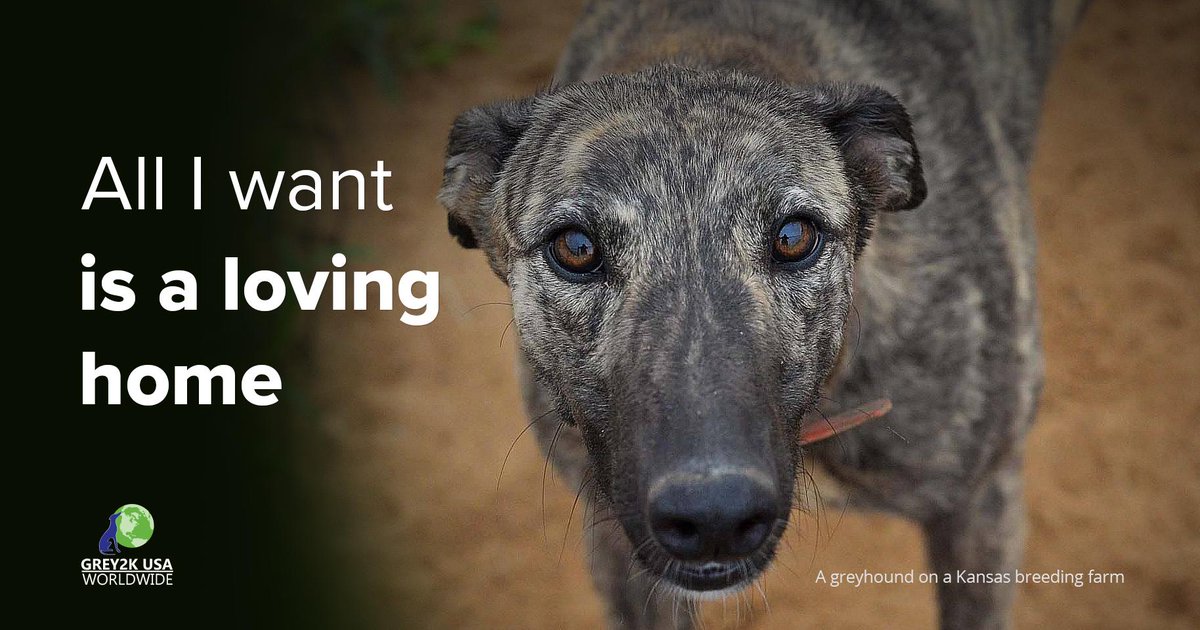 GREY2KUSA's tweet photo. Please sign our petition to end dog racing in the United States: https://t.co/omADvUIlUR #EndGreyhoundRacing https://t.co/aiqKtX9FRg