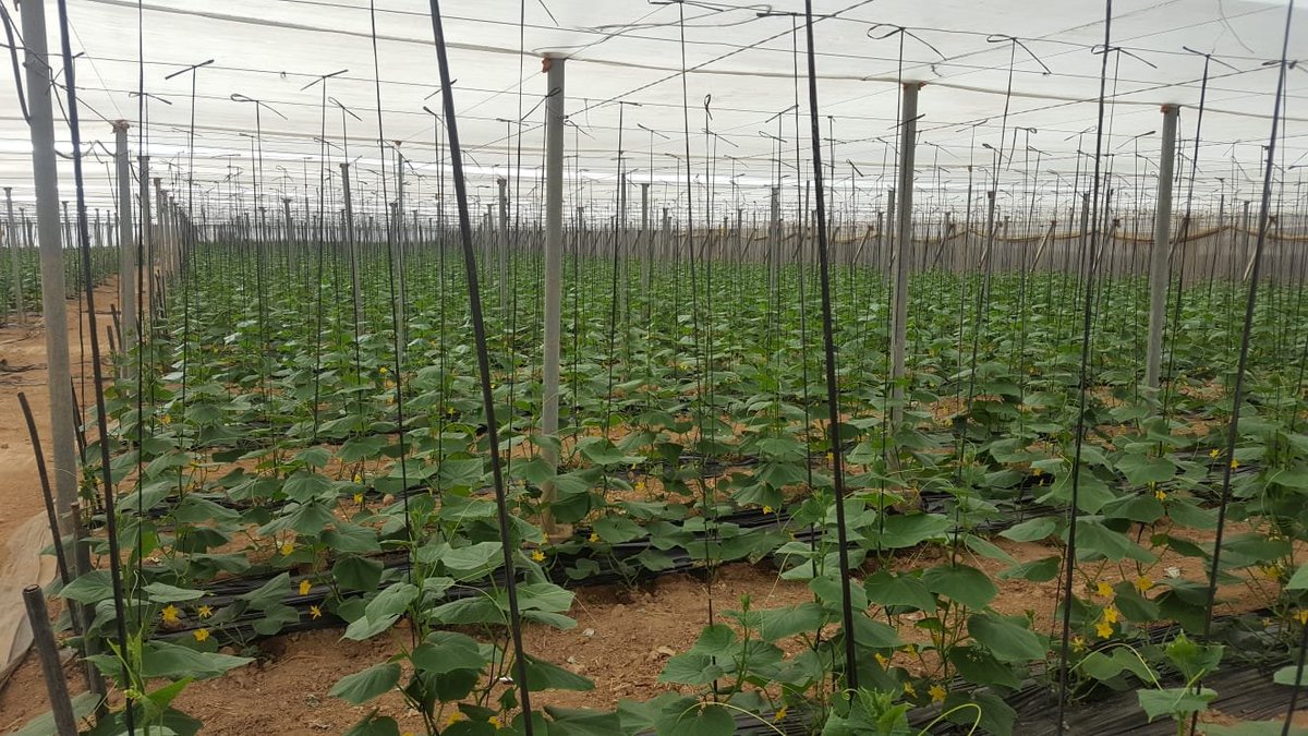 IberianOrigin's tweet photo. Beautysun mini cucumber is coming soon! #IberianOrigin #Fresh #Vegetables #MiniCucumber #NewSeason #BeautySun #Spain https://t.co/1ATIkWv98K