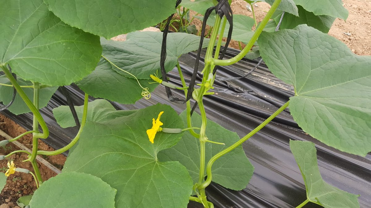 IberianOrigin's tweet photo. Beautysun mini cucumber is coming soon! #IberianOrigin #Fresh #Vegetables #MiniCucumber #NewSeason #BeautySun #Spain https://t.co/1ATIkWv98K