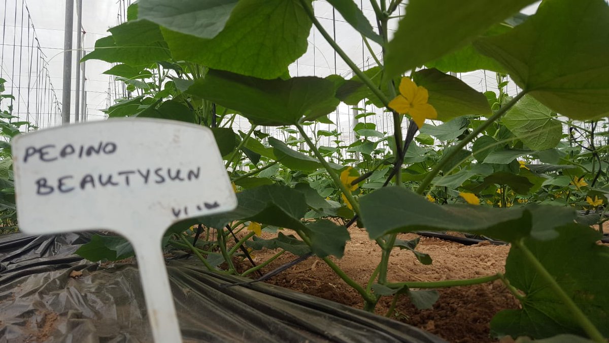 IberianOrigin's tweet photo. Beautysun mini cucumber is coming soon! #IberianOrigin #Fresh #Vegetables #MiniCucumber #NewSeason #BeautySun #Spain https://t.co/1ATIkWv98K