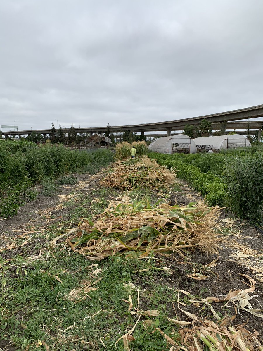 Veggielution's tweet photo. Monday farm walk with Luis and Leon. Clearing the corn to make room for the next planting. 

Anyone looking for some corn stalks? Let us and we’ll save you some! 

#EmmaPrusch #ESJ #UrbanFarm #SanJose https://t.co/lmqGMjRi2H