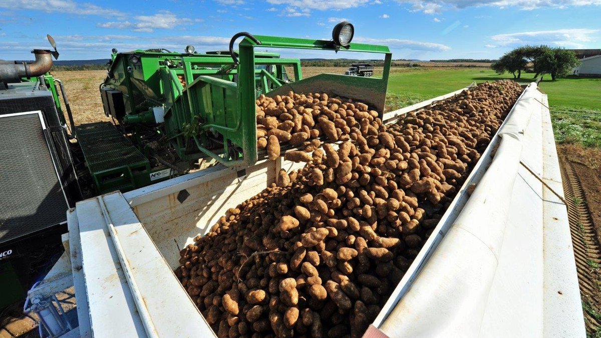 PenobscotMcCrum's tweet photo. Happy #NationalPotatoDay ! https://t.co/nPDXjKS5qS