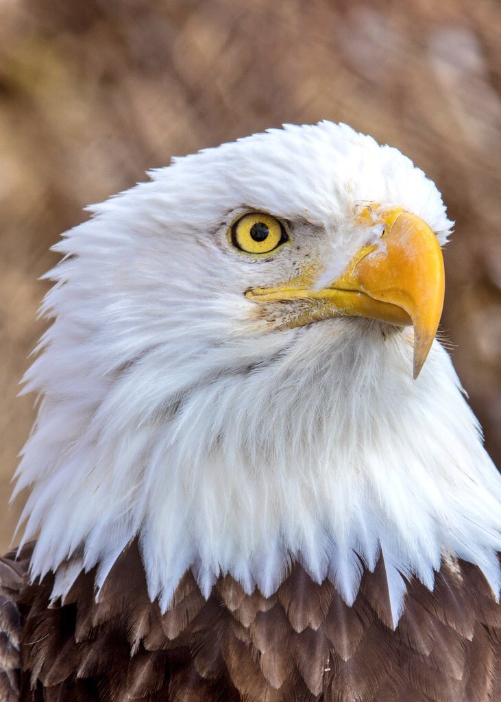 Bruce W. tweet media