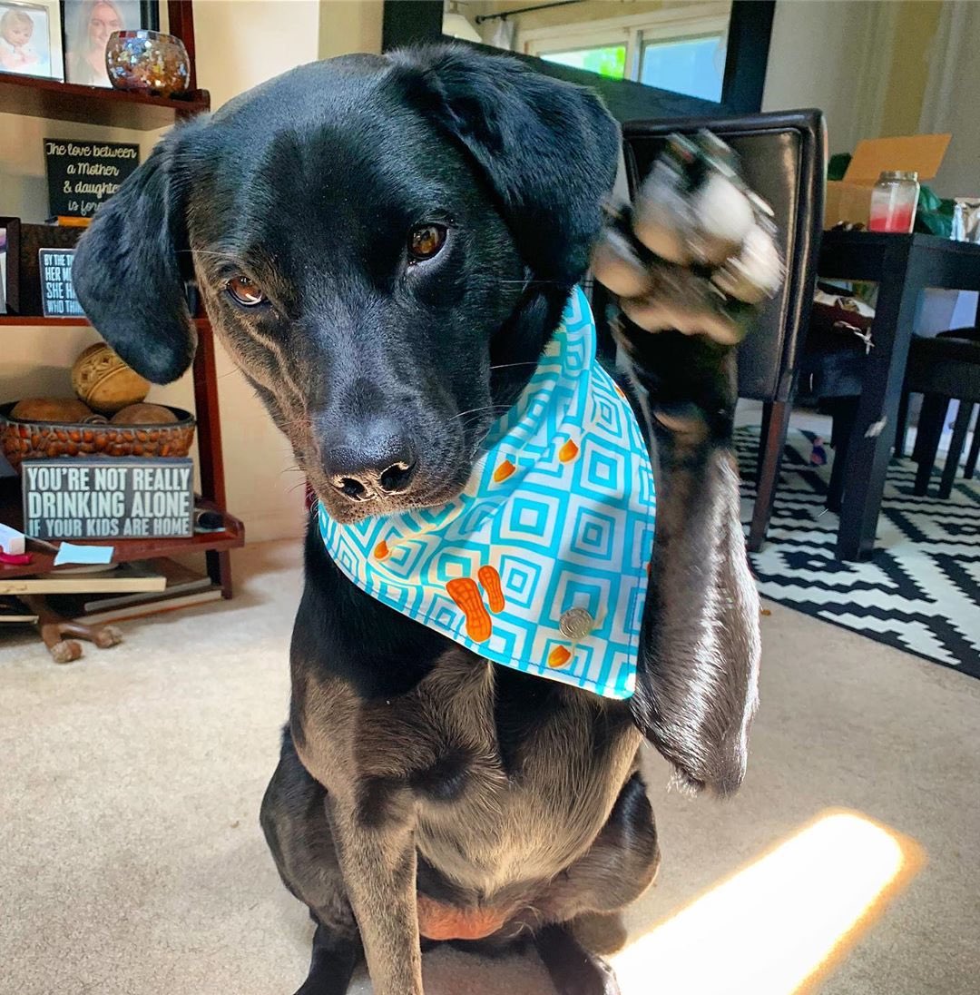 unitedpups's tweet photo. Repost @layla.lu17
High five 🐾! Meet cute Layla, our new friend wearing the Peanut Butter Foodie Bandana!😍
・・・
https://t.co/9WmLuFSYF0
・・・
#treatyoself #bluebandana #dogaccessories https://t.co/s9l2SB3Fac