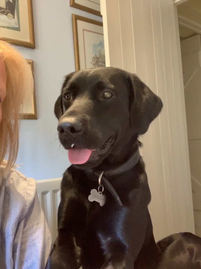 ParkysPooches's tweet photo. Please can I be on your video call mum? #comedydog #officedogs 
All just an average day @redwigwam https://t.co/DlWOc7wcZo