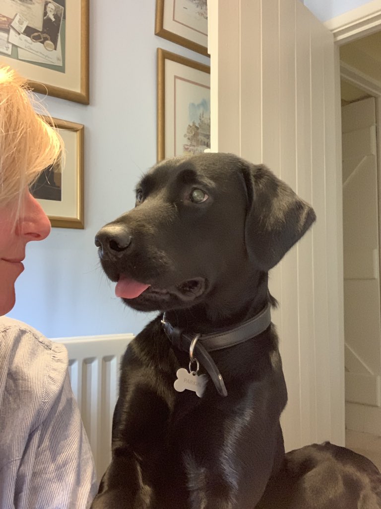 ParkysPooches's tweet photo. Please can I be on your video call mum? #comedydog #officedogs 
All just an average day @redwigwam https://t.co/DlWOc7wcZo