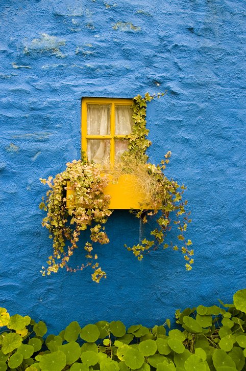 GroMorIreland's tweet photo. #MondayMotivation to not feel defeated by size and space. Whether it's a small plot or an apartment block you're living in, there are many ways you can Grow Mór. 🌼 Click here for our quick tip on window boxes: https://t.co/ADrKHil7Ei https://t.co/4ktZVzr02P