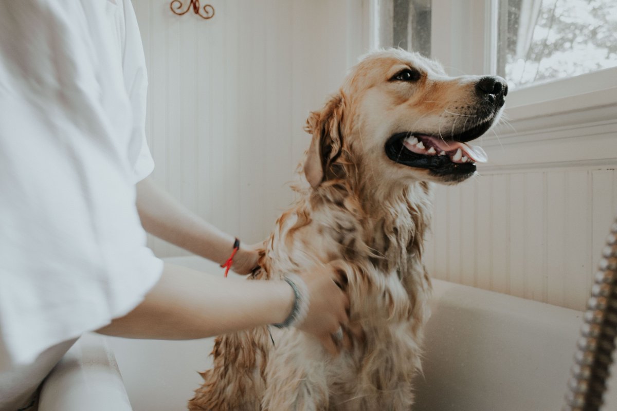 Bubble bath, brush, trim and a treat; find experts to take your pup from shaggy to chic: thryv.biz/30hFoaw #ExploreLocal