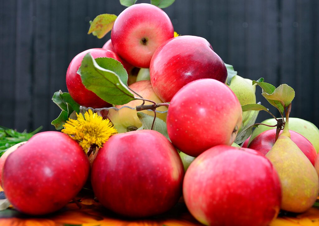 Яблоня сорт витязь. Яблоневое дерево. Яблоня орлик. Яблоня полукультурная: триумф. Орловское полосатое яблоня дерево.