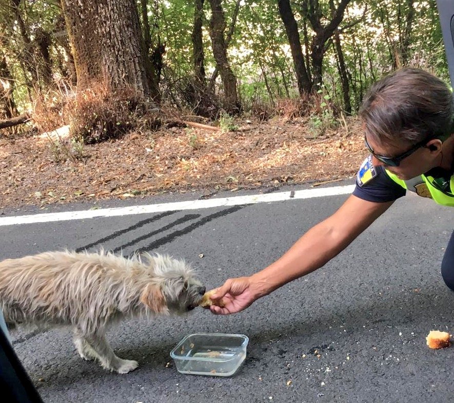 PoliciaLPA's tweet photo. Cerca de los conatos 🔥, perdido y muy asustado... Así encontraron a este pequeño dos agentes en el área cerrada por el disposotivo del #IFGranCanaria.

Los compañeros le han dado agua y le han regalado su merienda, acompañándolo durante una larga travesía hasta ponerlo a salvo. https://t.co/ONje1pjGad