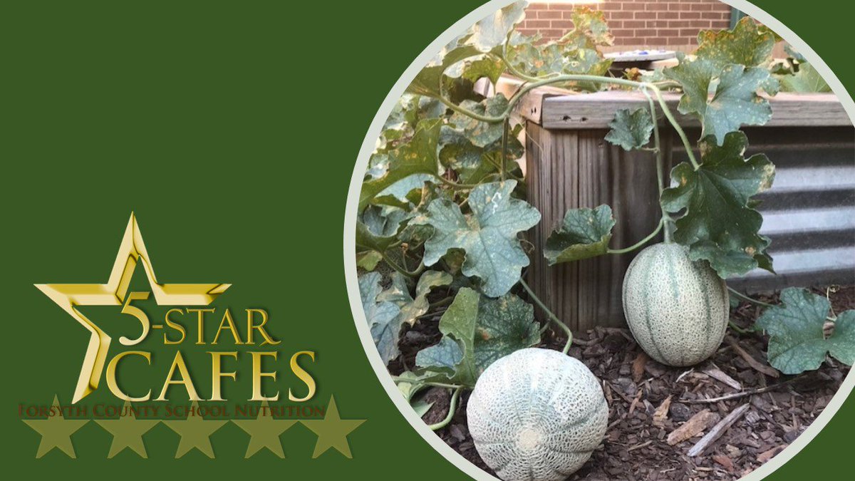 Forsyth_SNA's tweet photo. The garden @DavesCreekES is producing beautiful cantaloupe for our #5starcafe Harvest of the Month celebration! 
#wefeedkids @GA_SNA
@GaDOENutrition https://t.co/xSdkZk5iyR
