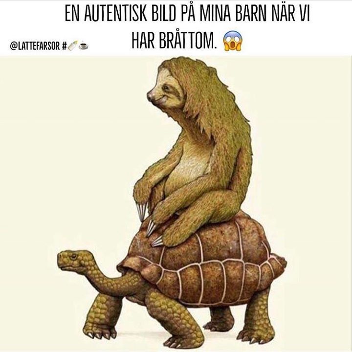 Terminsstarten 🐌🐢 Någon form av struktur på vardagen närmar sig.