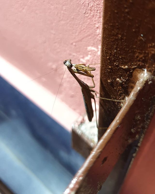 ali_tones's tweet photo. I got a #bathroommantis...🐛🦂🦟🐜 https://t.co/g7xHXz96vi https://t.co/AdMUcuu97l