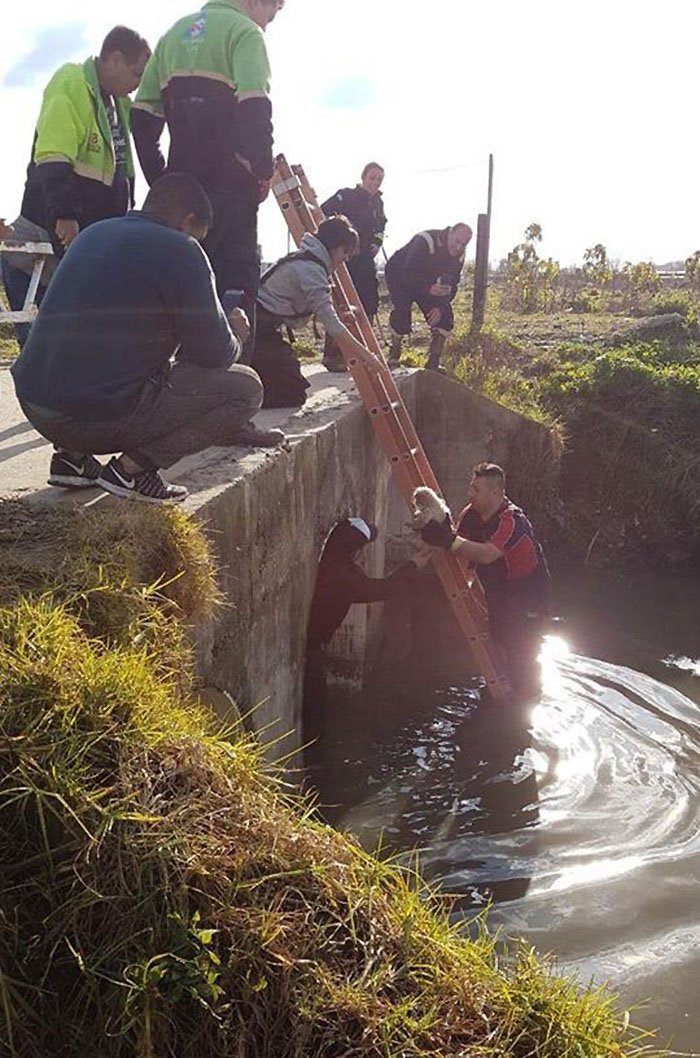 ANDigitalOK's tweet image. (#ConVideo🎥)

Emotivo rescate en #Berisso de una perrita: Había caído a un desagüe bit.ly/2OZU90r