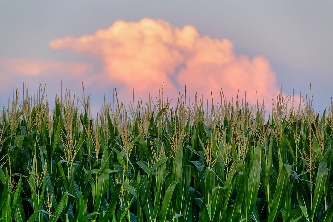 Not many people know this, but Iowa grows some nice clouds too! #WorldPhotographDay #ThisIsIowa