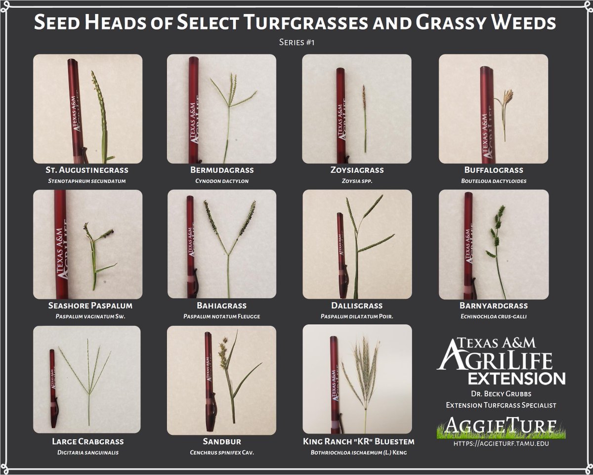 Something to hang on your wall. This is the first in a new series. Get the pdf version here: aggieturf.tamu.edu/wp-content/upl…