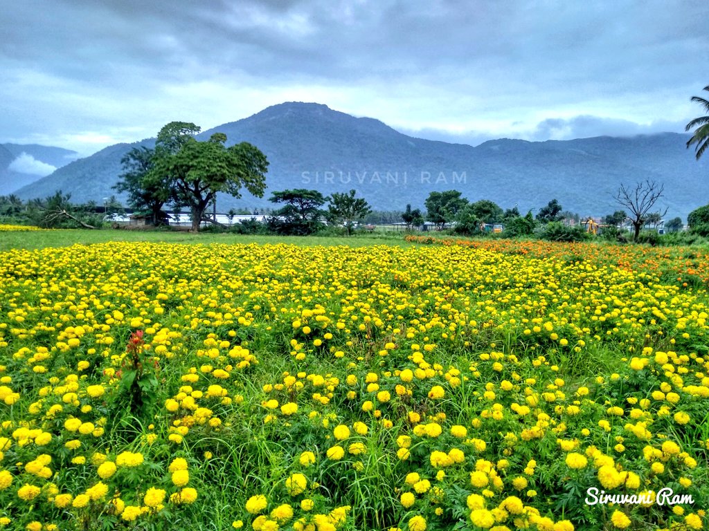ramkumarg28's tweet photo. World photography day...!
Mobile photography...!
Just loving the nature and clicking it...! 😊😊😊
#WorldPhotographyDay2019
#WorldPhotographyDay
#Shotonmoto
#Motoclicks #Motog5splus #Motographs #Mobilephotography #siruvani_ram https://t.co/4NxjHGqvm2