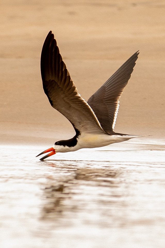 CochaCashu's tweet photo. The charismatic Black skimmer (Rynchops niger) on the Manu River, Manu National Park, Peru

El carismático rayador negro (Rynchops niger) en el rio Manu, Parque Nacional del Manu, Perú

Photo/foto: @jamyersecology https://t.co/XnJLrsfEup