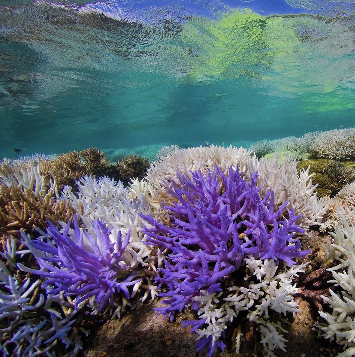 Each Month, we donate a portion of food sales to a local non-profit. This month, we're partnering with <a href="/coral_org/">Coral Reef Alliance</a> to support their mission of saving coral reefs. Join us for brunch Saturdays and Sundays this month to contribute to their cause!