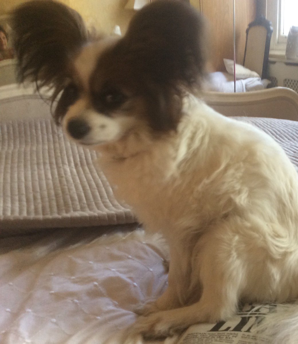 Petronella Wyatt tweet media