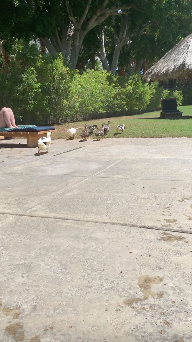 HMC241114's tweet photo. And Holz I saw your ducks are also with you during your bachelorette party
I guess they didnt leave your side since that day
@H_Combs #DuckTales #ducksoftwitter #forevermate 😂🦆🦆🦆🦆🦆 https://t.co/DLpZfKat7r
