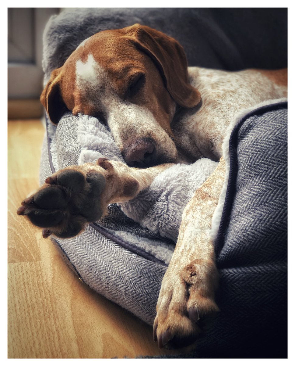JonD08's tweet photo. Only seem to take photos of the dogs these days but to be honest there are no better subjects 🐶🐶 #WorldPhotoDay https://t.co/NJQo9KnCAF