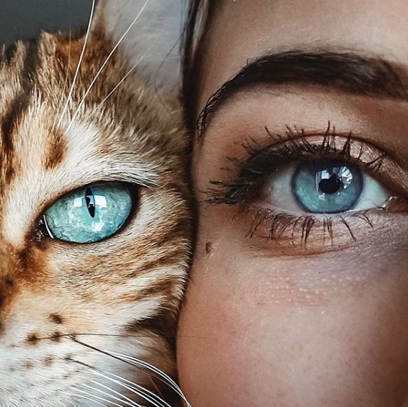 Welovekitten2's tweet photo. The eyes are the window of the soul l Source: Unknown

🔔 Don't miss out on any post - turn notifications ON

#ilovemycat #instacat #kitten #kittens #kittensofinstagram https://t.co/Ipcsyipk24