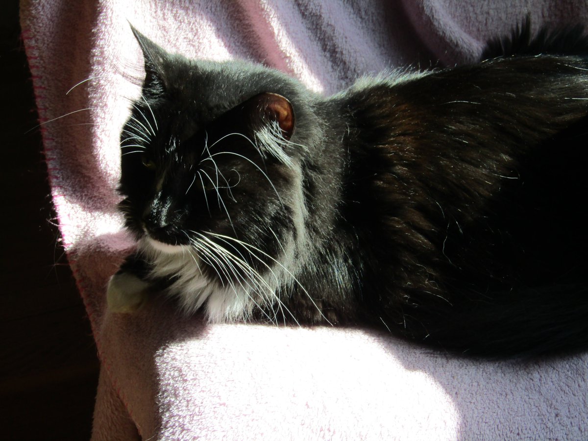 julesruekat's tweet photo. Baking In The Sun Loaf !!! ☀️🍞#kittyloafmonday #HappyCat #Meow #MeowNow #CatsRMagic #SnorkelLoaf https://t.co/J4eREYJv6x