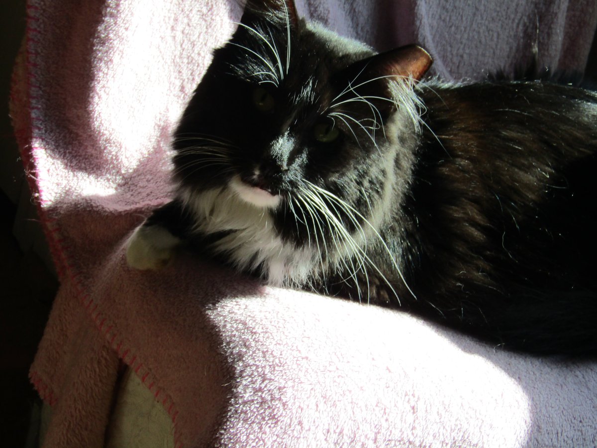julesruekat's tweet photo. Baking In The Sun Loaf !!! ☀️🍞#kittyloafmonday #HappyCat #Meow #MeowNow #CatsRMagic #SnorkelLoaf https://t.co/J4eREYJv6x