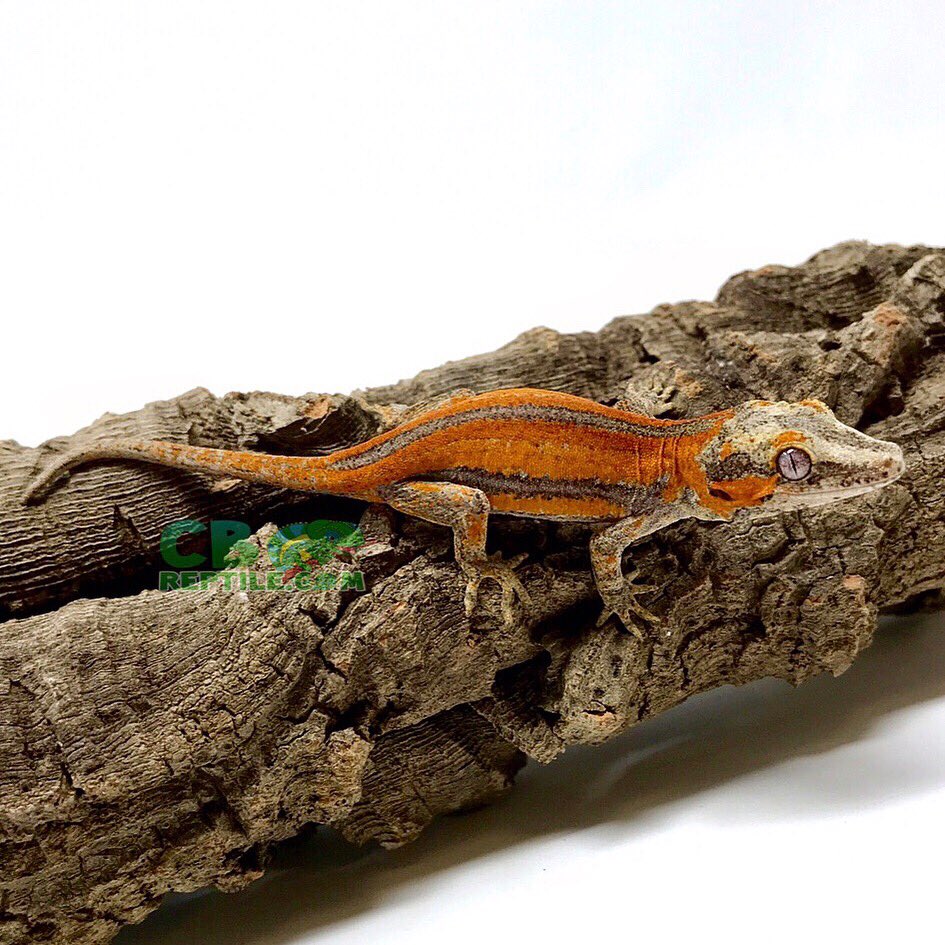 CBReptiles's tweet photo. Sometimes there are no words to describe how gorgeous these creatures can be.🥰🧡🔥
•
•
•
#gargoylegecko #babygargoylegecko #gargoylegeckobreeder #geckos #gecko #babygecko #geckolife #geckobreeder #reptile #reptilebreeder #gargoyles #babygargoyle #captivebred #handraised https://t.co/tKB1uxfeAx