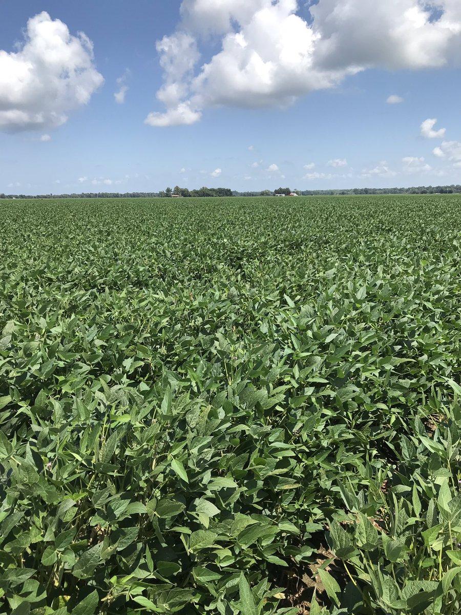 RyanBane73's tweet photo. Credenz 4539GTLL shining this year! Nice to have multiple options in beans. #cleanbeans #credenz #BASFtweets https://t.co/NiKl5rt9et
