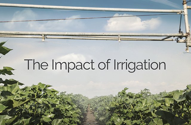 CottonCultivated tweet media