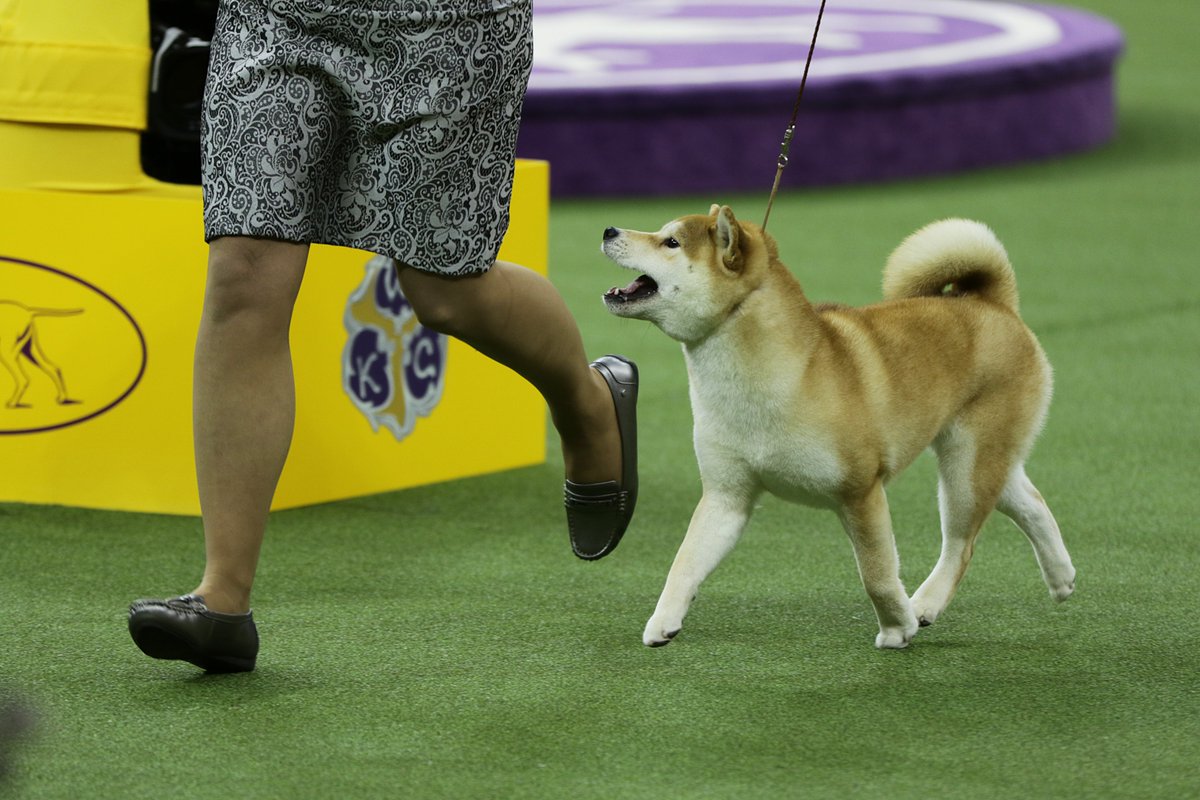 Westminster Dog Show On Twitter Good Guess Akitas Are In