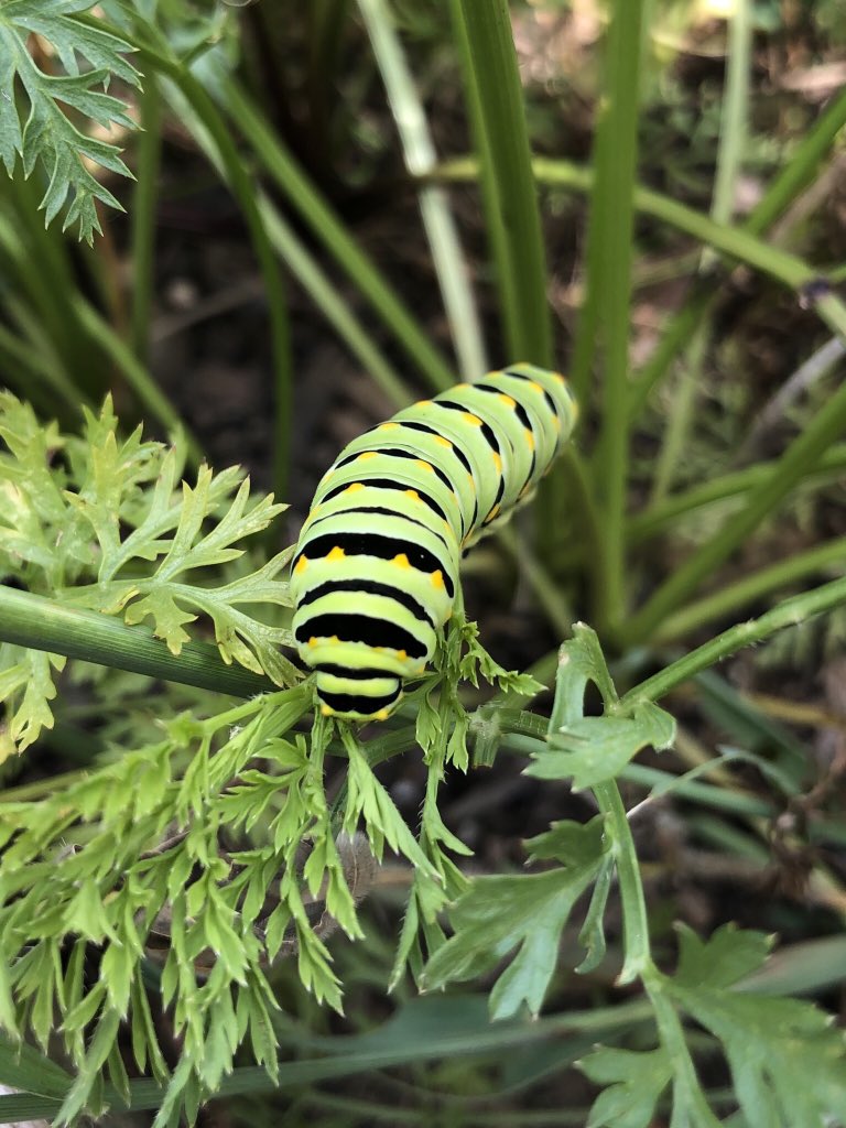 favalea10's tweet photo. Spent the first day back finding these beautiful little guys! #magnet #UTOTES @LHESPrincipal @LHECMES @LJWood_LHECMES https://t.co/1pk1cMYBGE