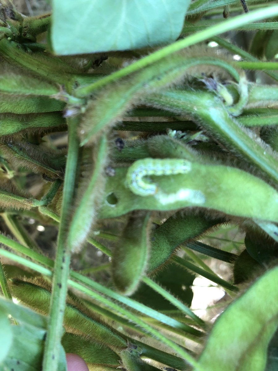 If you think R5 beans are safe from this bollworm flight...think again. Scout all your fields now! Loopers, salt marsh, and stink bugs are building quickly right now.
