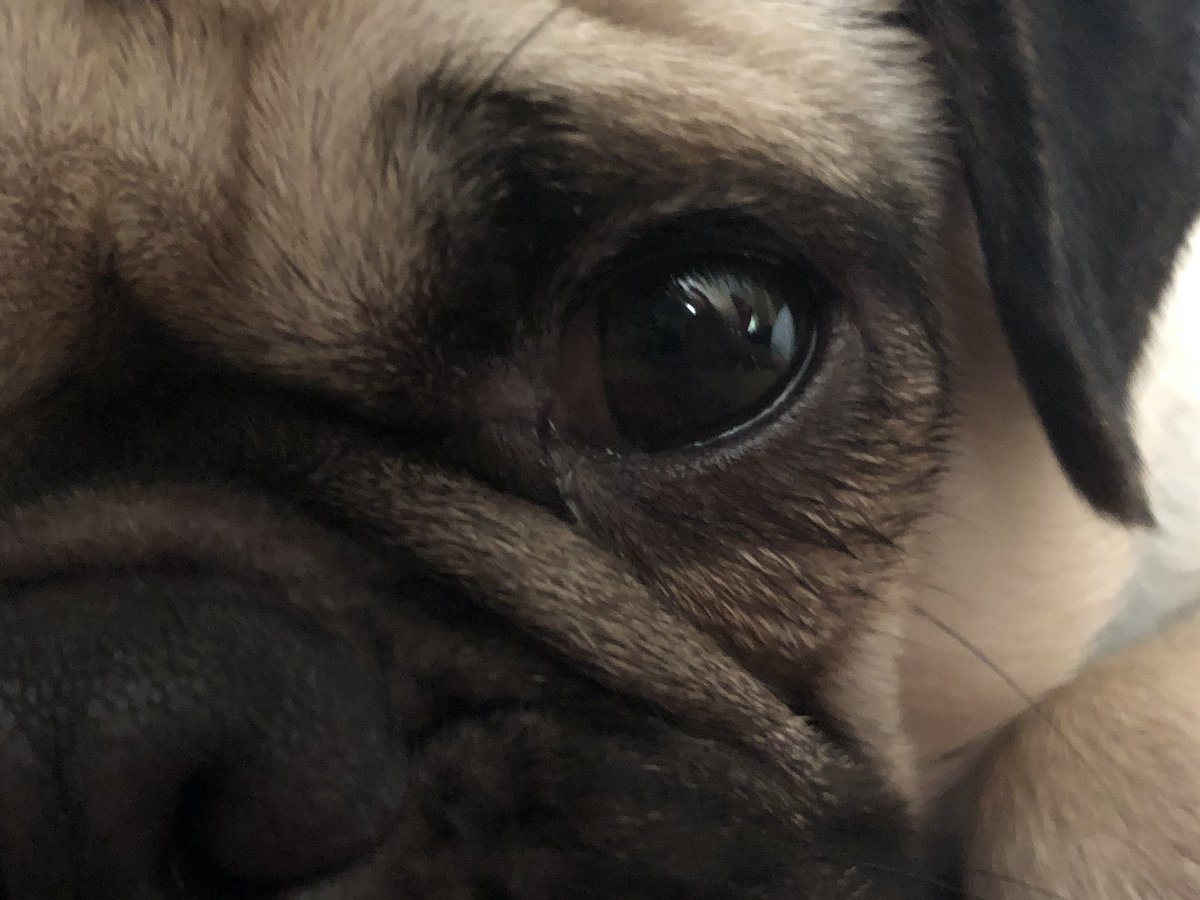 ramsaytheepug's tweet photo. Monday already? Where did the weekend go? 
*
*
*
#monday #mondayblues💙 #bringonfriday #timeflys #workworkwork #9to5life #sosleepy #napplease😴 #runninglate #pug  #pugsoninstagram #puglife #pugspugspugs #fawnpug #fawnpugsofinstagram  #puglovetsclub https://t.co/AKfmil5RCd