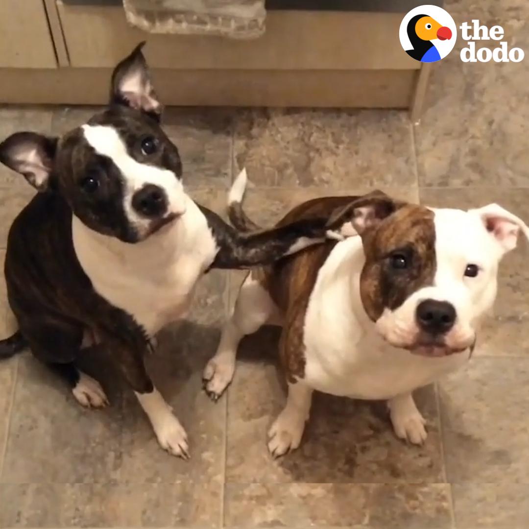 The Dodo On Twitter There S Someone Out There For Everyone пёџ Https