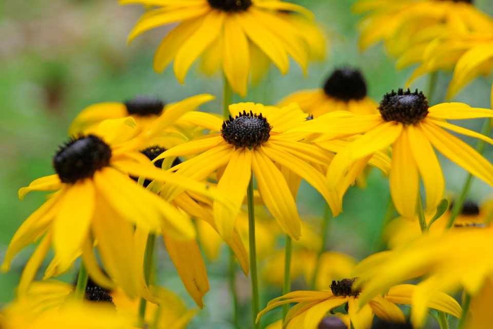 BBC Gardeners' World Mag tweet media