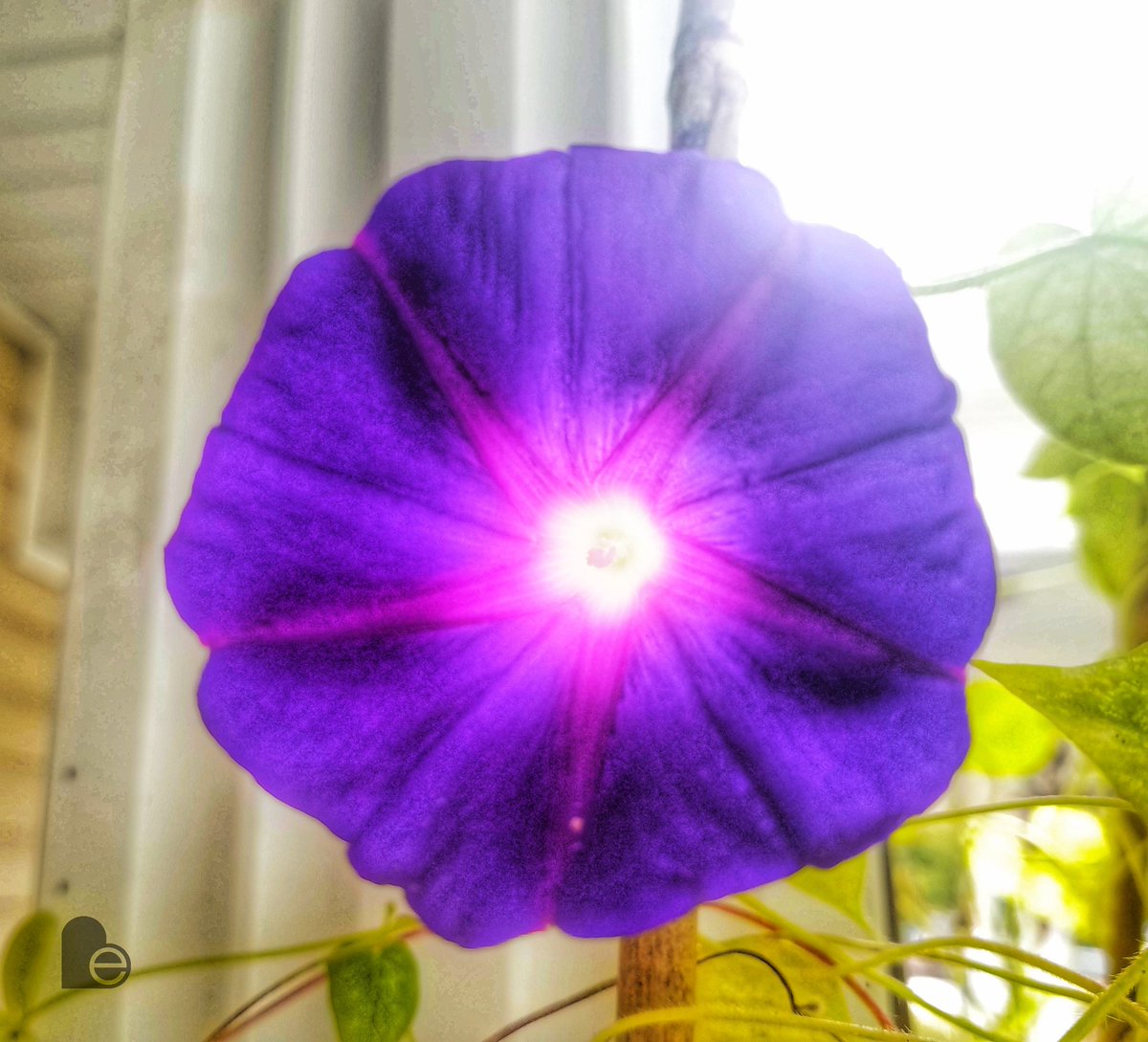 be_motivated_sc's tweet photo. Pics from my lunch break...Happy Monday!!! #shooter #garden #nature #beauty #lowcountry #itscalledart #artislife #sharingiscaring #yourrelease #bemotivated #livehappy #WITwhateverittakes #goodvibes https://t.co/0CJubY7g9F