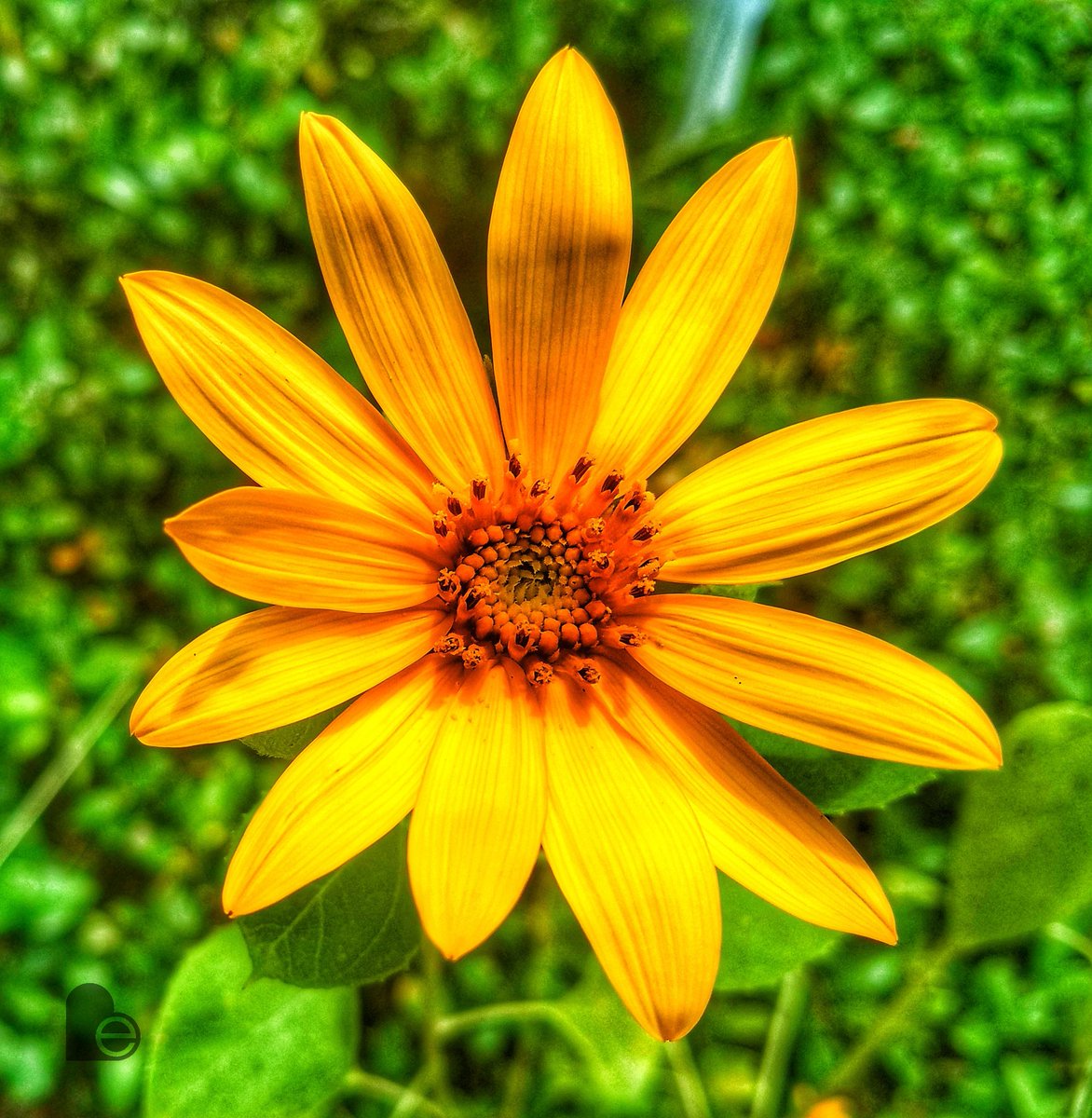 be_motivated_sc's tweet photo. Pics from my lunch break...Happy Monday!!! #shooter #garden #nature #beauty #lowcountry #itscalledart #artislife #sharingiscaring #yourrelease #bemotivated #livehappy #WITwhateverittakes #goodvibes https://t.co/0CJubY7g9F