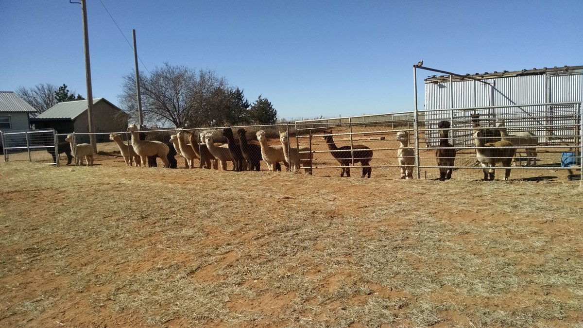 WindrushAlpacas's tweet photo. Alpaca FAQ: Do I need to fence in my alpacas? Good quality fencing keeps your alpacas safe from predators. Make sure it's all the way to the ground. : Barbed wire fence is not suitable for alpacas. It can injure the alpaca's eyes and tear their fleeces. #windrushalpacas https://t.co/DLEN6UuOdK