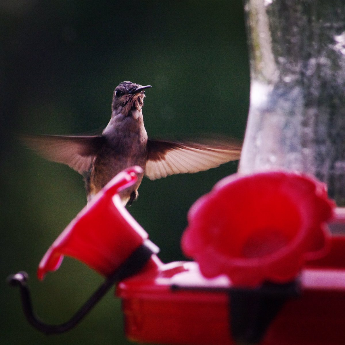 One of the pretty little hummers that comes to visit our feeder 😊. #birdnerd #hummingbird #birdsofalberta #ifyoufeedthemtheywillcome