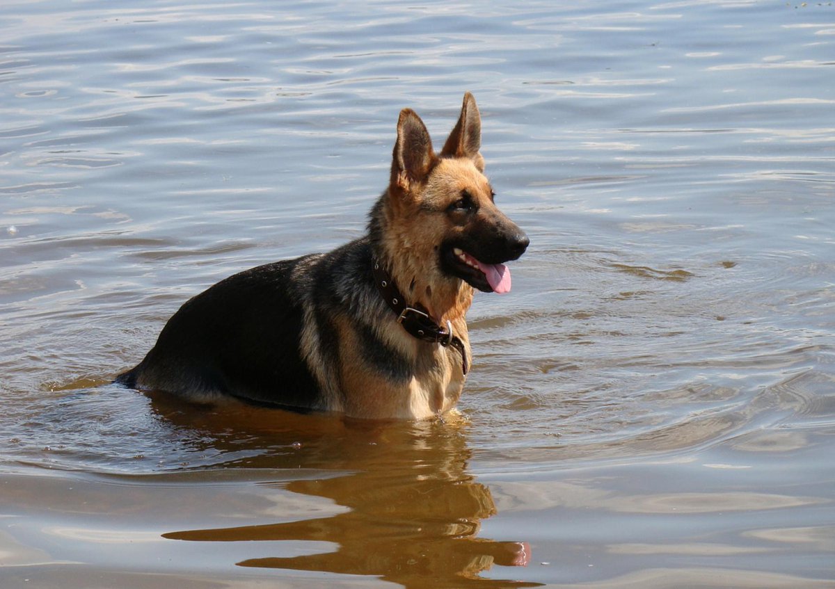 BDRRescue's tweet photo. ‼️WARNING: PLEASE PROTECT YOUR DOGS!‼️
Dogs are particularly vulnerable to #cyanobacteria because they swallow so much water when they swim. So, be aware of this. #welovedogs #BDRR #adoptadog #cyanobacteria #toxicalgae #protectyourdogs #warning
https://t.co/SOjtPhvBSf https://t.co/Uwm7msWv4d