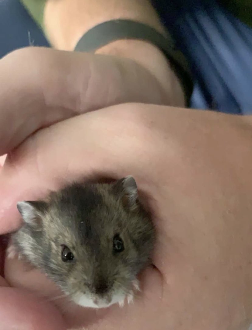 davidwalker05's tweet photo. So we have a new family member today. “Tommy” the hamster. Named after @TommyFleetwood1 ...... @Rory_WalkerGolf and his little brother Reed are besotted. @TommyFAcademy https://t.co/1v9EzX7J5k