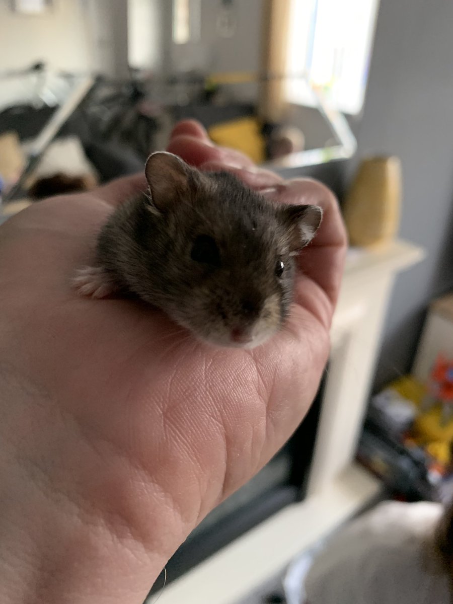 davidwalker05's tweet photo. So we have a new family member today. “Tommy” the hamster. Named after @TommyFleetwood1 ...... @Rory_WalkerGolf and his little brother Reed are besotted. @TommyFAcademy https://t.co/1v9EzX7J5k