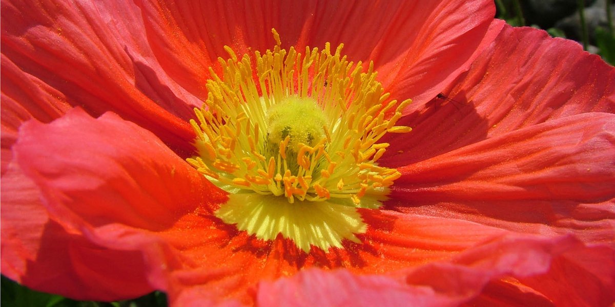 bloomiq's tweet photo. Is there anything prettier than an Iceland Poppy? #bloomiq tips #gardening #greenthumb https://t.co/oBvXTvrnbq https://t.co/YtEfocHOdM