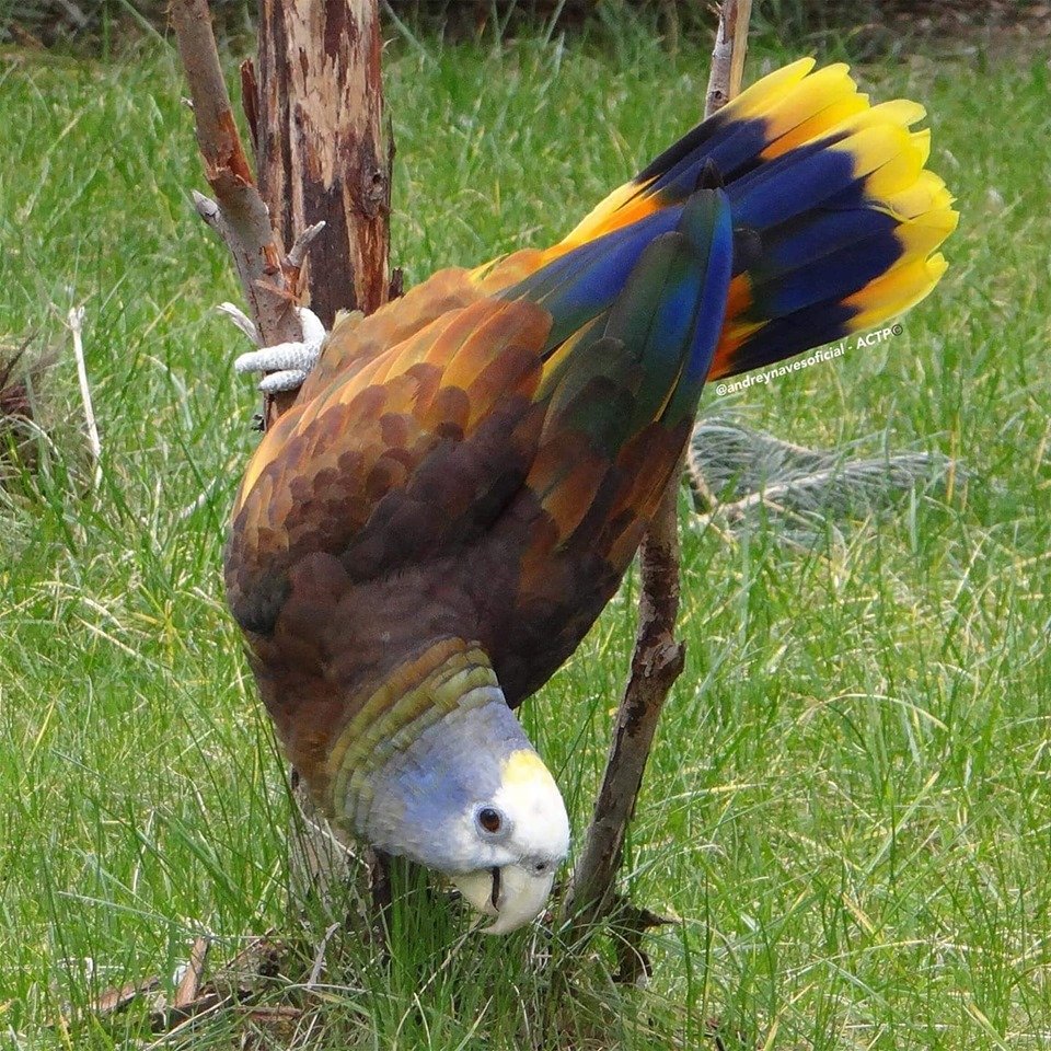 parrot_african's tweet photo. Save Endangered Parrots From Extinction
The Saint Vincent amazon ..also known as Saint Vincent parrot or Guilding's Amazon. the St. Vincent Parrot is considered Vulnerable on the IUCN Red List of Threatened Species It is listed on Appendix I and II of CITES.#saveparrots #Parrot https://t.co/HP8Z8jNaNj