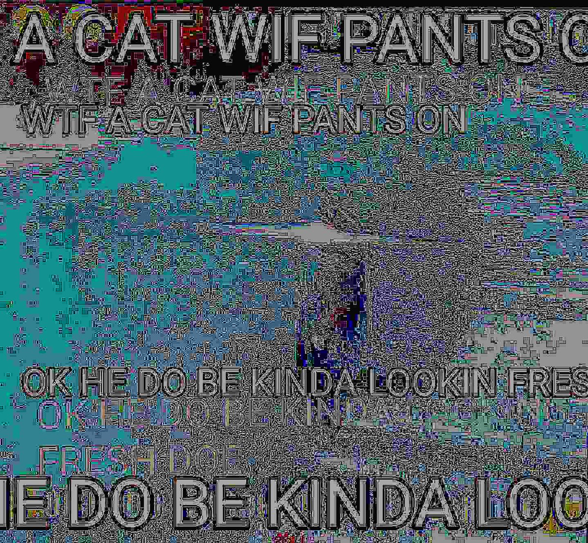 cat wif pants